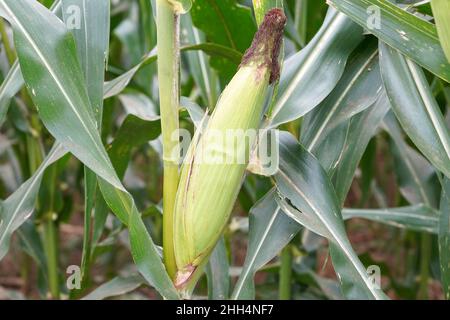 Grüne Maisfelder wachsen bereit zur Ernte. Mais (meɪz MAYZ; Zea mays subsp. Mays, aus dem Spanischen: Maíz nach Taino: Mahiz). Stockfoto