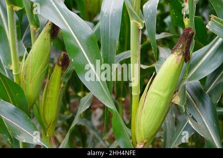 Grüne Maisfelder wachsen bereit zur Ernte. Mais (meɪz MAYZ; Zea mays subsp. Mays, aus dem Spanischen: Maíz nach Taino: Mahiz). Stockfoto