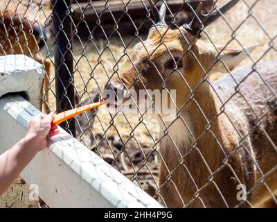 Füttern der Hirsche im Zoo. Der Hirsch im Käfig frisst ein Karottenstück, das von der Hand des Kindes gefüttert wird. Stockfoto
