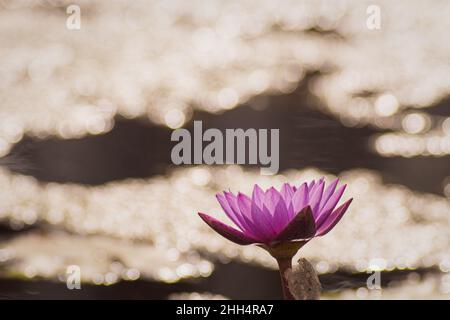 Lila Lotusblume Gelber Pollen mit dem Lotus grüne Blätter im Wasser, Teich Hintergrund Stockfoto