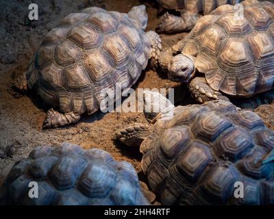 Schildkröten, Hermann Tortoise beim Gehen auf dem Boden, Nahaufnahme. Stockfoto