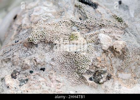 Fossilien in einem Felsen bei Beachy Head, Eastbourne, Großbritannien Stockfoto