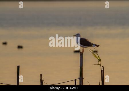 Schwarzkopfmöwe (Chroicocephalus ridibundus), die bei Sonnenuntergang in La Albufera de Valencia in Spanien auf einem Angelstock steht Stockfoto