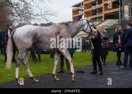 Ascot, Bergen, Großbritannien. 23rd. Januar 2022. Ein Pferd kühlt nach dem Rennen ab. Quelle: Maureen McLean/Alamy Stockfoto