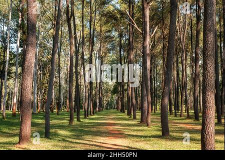 Kiefernwald mit Sonnenlicht scheint an sonnigen Tag in Naturschutzgebiet Stockfoto