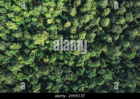 Luftaufnahme der grünen Pinien, die im Wald am Schutzgebiet wachsen Stockfoto