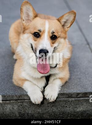 Corgi Hund mit Zunge sitzt draußen und schaut auf die Kamera Stockfoto