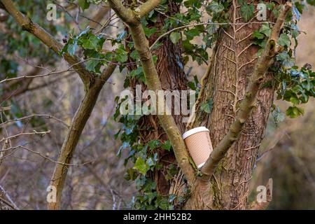 Eine ausrangierte Kaffeetasse, die in einem Baum in einem Landschaftspark untergebracht war Stockfoto