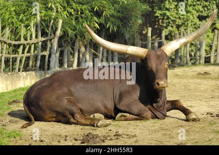 Watusi Rinder - Tutsi Rinder - Sanga Rinder - Ankole Longhorn CattleBos (taurus watusi - Bos taurus primigenius) Stier liegt auf dem Boden Stockfoto