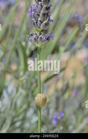 Potter Wespe - Schlammwespe - Maurerwespe (Eumenidae sp) Einzellennest aus Schlamm auf Lavendel (Lavendula officinalis) Provence - Vaucluse - Frankreich Stockfoto