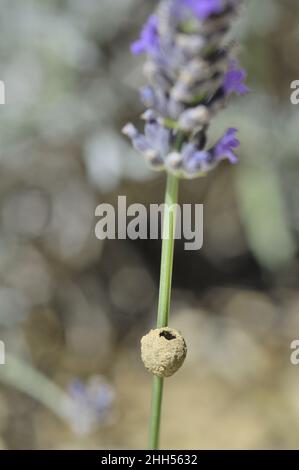 Potter Wespe - Schlammwespe - Maurerwespe (Eumenidae sp) Einzellennest aus Schlamm auf Lavendel (Lavendula officinalis) Provence - Vaucluse - Frankreich Stockfoto