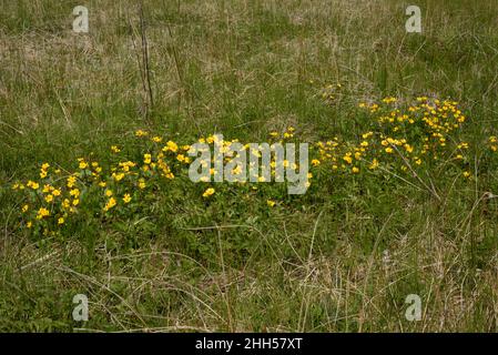 Marsh-Marigold, Caltha palustris Stockfoto