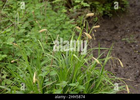 Hängende Säge, Carex-Pendel Stockfoto