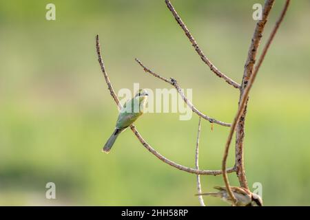 Der grüne Bienenfresser, der auf einem Zweig in Indien sitzt Stockfoto