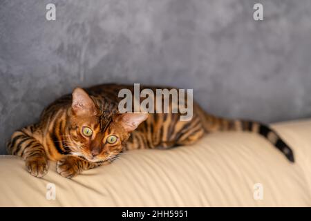 Bengal Katze liegt auf einem hellen Ledersessel Stockfoto