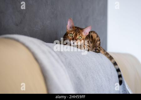 Bengal Katze liegt auf einem hellen Ledersessel Stockfoto