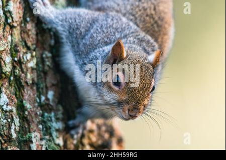 Eastern Grey Squirrel, Sciurus carolinensis in der Umwelt Stockfoto
