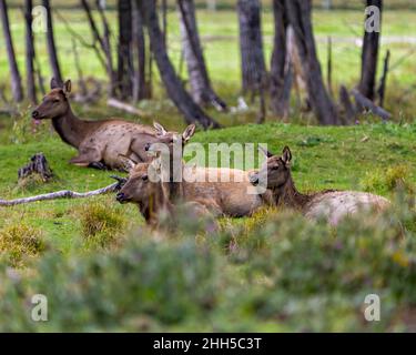 Elchweibchen, die auf dem Feld ruhen, mit einem unscharfen Waldhintergrund in ihrer Umgebung und ihrem Lebensraum. Foto Von Red Deer. Bild. Hochformat. Stockfoto