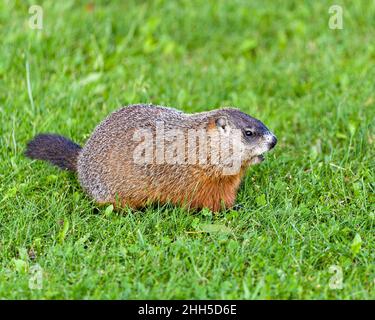 Nahaufnahme des Murmeltierprofils: Nahrungssuche im Gras mit unscharfem Hintergrund und Vordergrundgras in seiner Umgebung und seinem Lebensraum. Marmot-Foto. Stockfoto