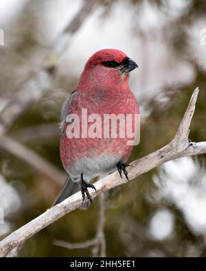 Kiefer Grosbeak männlich Nahaufnahme Rückansicht, thront mit einem unscharfen Hintergrund in seiner Umgebung und Lebensraum. Grosbeak-Bild. Bild. Hochformat. Stockfoto