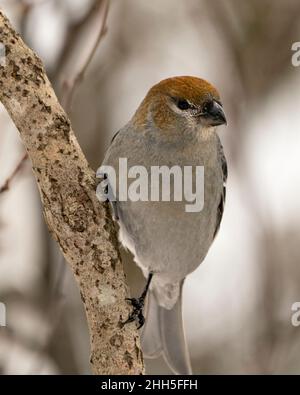 Pine Grosbeak Nahaufnahme Profil Ansicht, thront mit einem unscharfen Hintergrund in seiner Umgebung und Lebensraum. Bild Mit Dem Ripsschnabel. Bild. Hochformat. Stockfoto