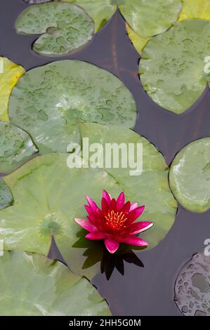 Seerosen im Teich schweben Stockfoto