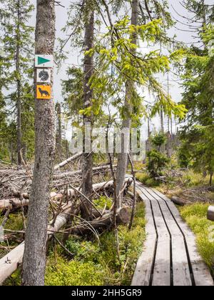 Markierungen auf Wanderwegen vor der Promenade, die sich an umgestürzten Bäumen vorbeizieht Stockfoto