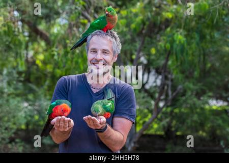 Lächelnder Tourist, der King Papageien auf Händen und Kopf füttert Stockfoto