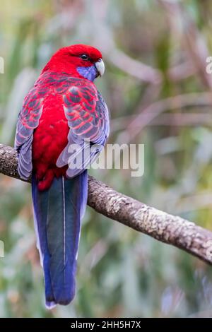 Purpurrote rosella (Platycercus elegans), die auf einem Ast steht Stockfoto