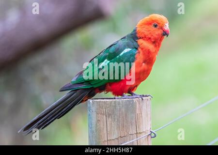 Australischer Königspapagei (Alisterus scapularis), der auf der Stange steht Stockfoto