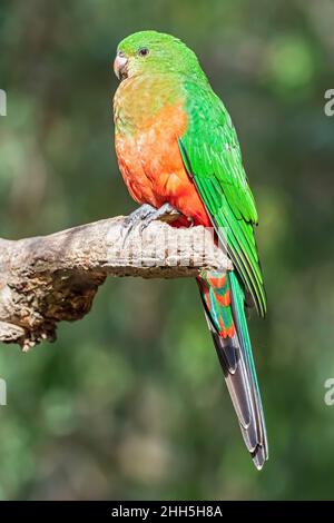 Australischer Königspapagei (Alisterus scapularis), der auf einem Ast steht Stockfoto