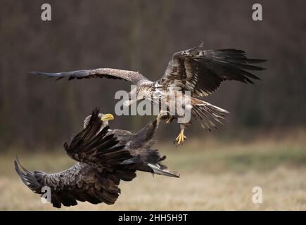 Zwei Seeadler (Haliaeetus albicilla) kämpfen mitten in der Luft Stockfoto