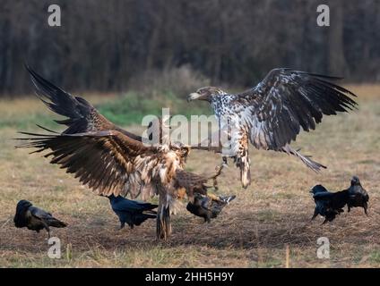 Zwei Seeadler (Haliaeetus albicilla) kämpfen unter anderen Vögeln Stockfoto