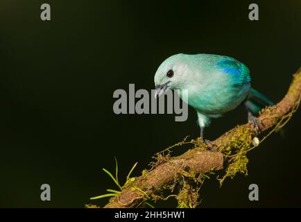 Blau-graue Tanager (Thraupis Episcopus) Stockfoto