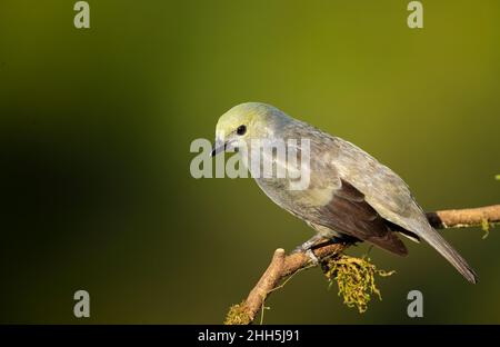 Palm Tanager (Thraupis Palmarum) Stockfoto