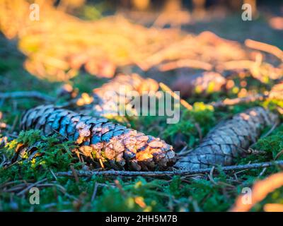 Kiefernzapfen liegen auf moosigen Waldboden Stockfoto