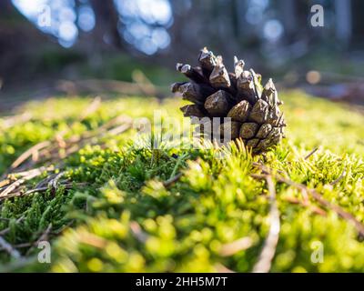 Einzelner Pinienkegel, der auf moosem Waldboden liegt Stockfoto