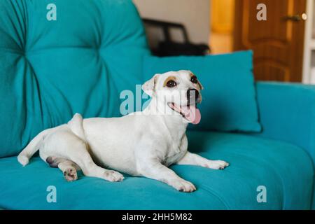 Behinderter Hund sitzt zu Hause auf dem Sofa Stockfoto