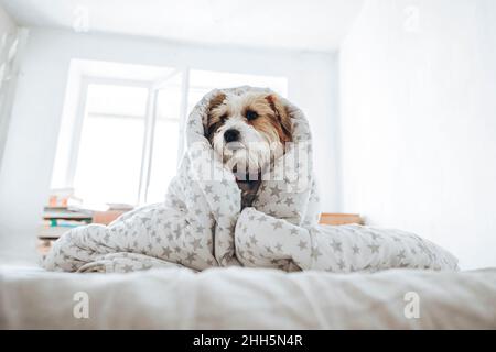 Jack Russell Terrier Hund eingewickelt in Decke sitzend auf dem Bett zu Hause Stockfoto