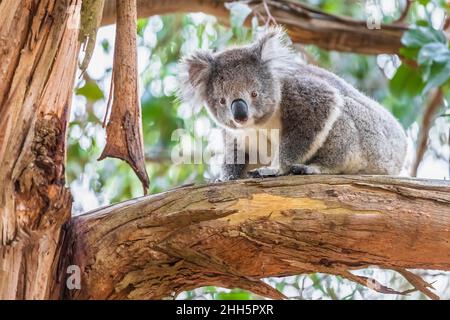 Koala (Phascolarctos cinereus) sitzt auf einem Ast und blickt auf die Kamera Stockfoto