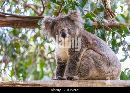 Koala (Phascolarctos cinereus) sitzt auf einem Ast und blickt auf die Kamera Stockfoto