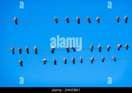 Taubenschar, der auf Stromleitungen vor dem klaren blauen Himmel steht Stockfoto