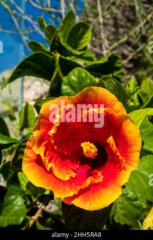 Kopf aus rot und orange blühender Hibiskusblüte Stockfoto