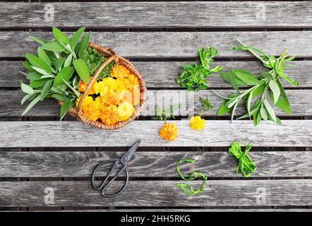 Scheren und Korbkorb gefüllt mit Kräutern und Köpfen von blühenden Ringelblumen Stockfoto