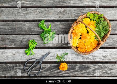 Scheren und Korbkorb gefüllt mit Kräutern und Köpfen von blühenden Ringelblumen Stockfoto