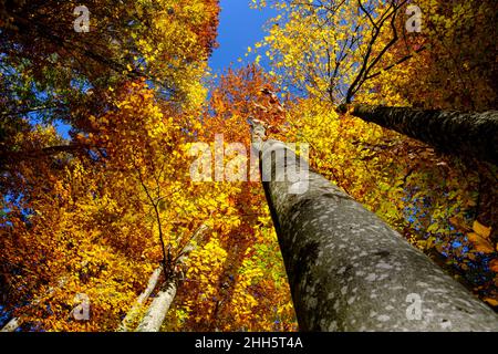 Baldachin von Herbstbuchen Stockfoto