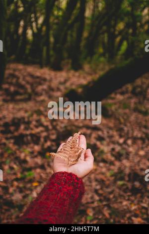Frauenhand mit trockenem Blatt im Wald Stockfoto