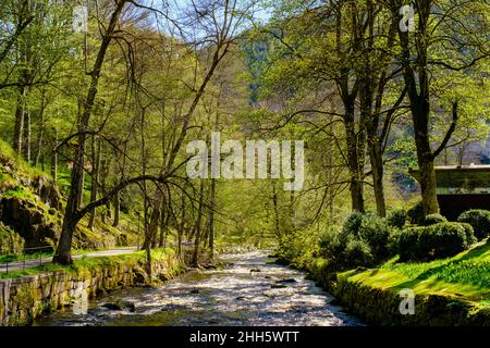 Deutschland, Baden-Württemberg, Bad Wildbad, Enz fließt im Sommer durch den Kurpark Stockfoto