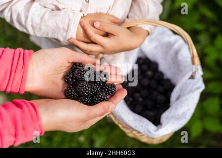 Frau hält Brombeeren in der Hand von Tochter Stockfoto