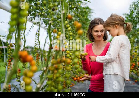 Mutter und Tochter pflücken Tomaten im Gemüsegarten Stockfoto